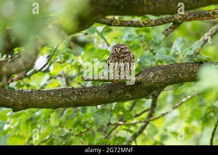 Un po 'Owl Athene noctua stabilirsi in un albero al crepuscolo per ruggire per la notte in West Yorkshire, Regno Unito Foto Stock