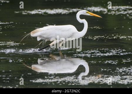 Grande Egret bianco - Ardea alba o Ardea alba egretta - egreo comune - grande egreo - grande airone bianco Foto Stock