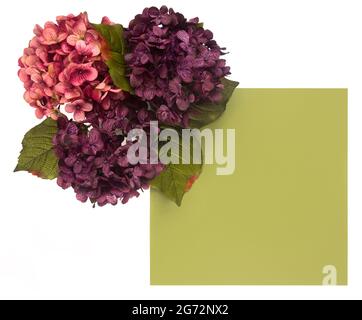 Bordo floreale intorno a uno sfondo colorato personalizzabile, perfetto per carte e inviti Foto Stock