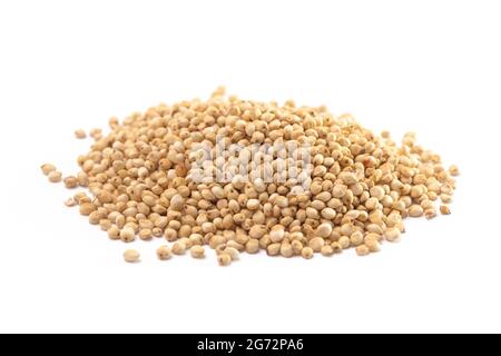 Una pila di sorgo germogliato isolato su uno sfondo bianco Foto Stock