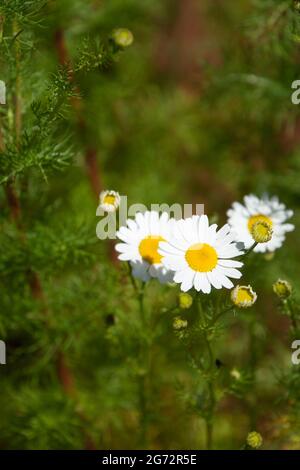 fiori camomilla a fuoco davanti a sfondo verde sfocato in estate sole Foto Stock