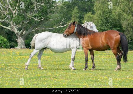 due nuovi pony nella foresta Foto Stock