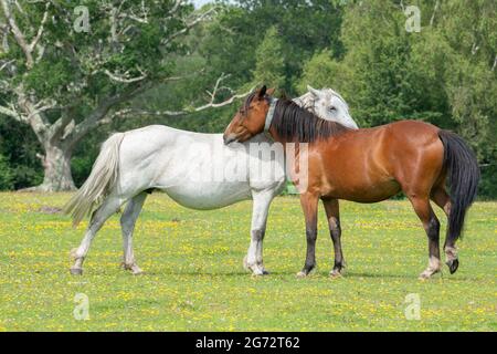 due nuovi pony nella foresta Foto Stock