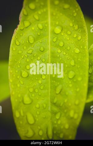 primo piano di gocce d'acqua su foglie colorate Foto Stock