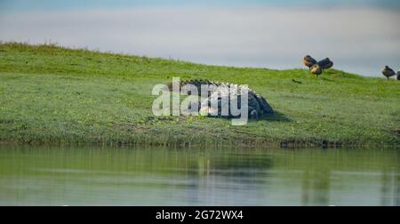 Coccodrillo di Marsh (coccodrillo palustris), chiamato anche coccodrillo indiano o mugger Foto Stock