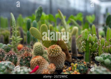 diversi tipi di cactus nella serra Foto Stock