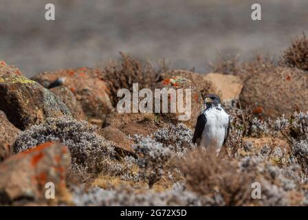 Augur Buzzard - Buteo augur, bella grande poiana africana dall'Africa orientale, mountians Bale, Etiopia. Foto Stock