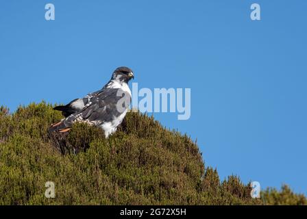 Augur Buzzard - Buteo augur, bella grande poiana africana dall'Africa orientale, mountians Bale, Etiopia. Foto Stock