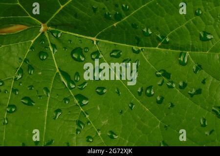 Enorme foglia verde di uva con gocce di rugiada. Foglia con gocce dopo la pioggia. Primo piano Foto Stock
