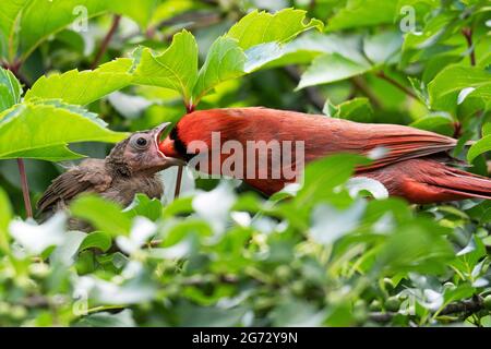 Cardinale del Nord (Cardinalis Cardinalis), maschio adulto e in fuga Foto Stock