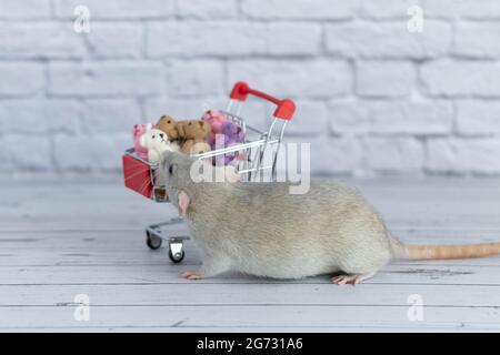 Un piccolo simpatico ratto grigio accanto al carrello della spesa è pieno di orsi Teddy multicolore. Shopping nel mercato. Acquisto di regali per compleanni e vacanze Foto Stock