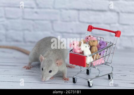 Un piccolo simpatico ratto grigio accanto al carrello della spesa è pieno di orsi Teddy multicolore. Shopping nel mercato. Acquisto di regali per compleanni e vacanze Foto Stock