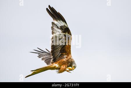 10 LUGLIO 2021, BRECON BEACONS, GALLES DEL SUD. STORIA DELL'IMMAGINE. Un kite rosso raffigurato in volo presso una stazione di alimentazione a Brecon Beacons, Galles. Gli uccelli sono ora un sito comune nei cieli in tutto il Regno Unito, poiché i numeri continuano a crescere dopo essere stati salvati dall'estinzione nazionale da uno dei programmi di protezione più a lungo termine del mondo. Il centro di alimentazione nel piccolo villaggio di Llanddeusant, fornisce cibo per i Kites la maggior parte dei giorni, ed è aperto al pubblico. Foto Stock