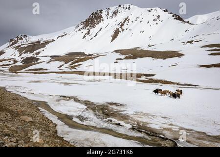 Yaks su altopiano del parco nazionale Khunjerab Foto Stock