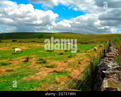 Pecora in pick up Bank Darwen Inghilterra UK Foto Stock