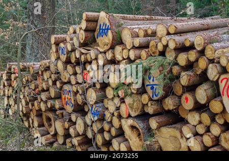 Alberi abbattuti giacciono in una pila sul bordo della foresta Foto Stock