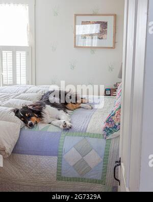 Un Pastore australiano che dorme su un letto in una camera da letto Foto Stock