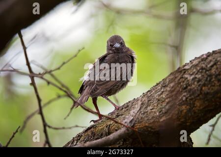 Youngl uccello lo Starling comune siede sul ramo dell'albero su sfondo verde della natura Foto Stock