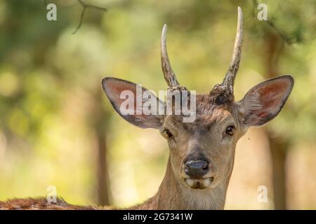 Giovane cervo rosso maschio con piccoli corni. Foto Stock