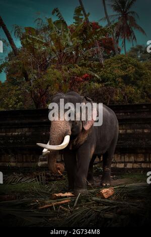 Un elefante a Sri Daladamaligawa Kandy. Il tempio della reliquia del dente Sacro, comunemente noto come ශ්‍රී දළදා මාළිගාව, è un tempio buddista di Kandy, Sri Lanka. Si trova nel complesso del palazzo reale dell'ex regno di Kandy, che ospita la reliquia del dente del Buddha. Sri Lanka. Foto Stock