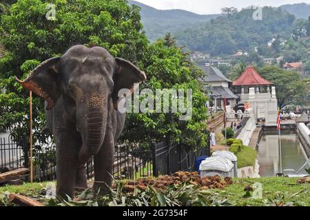 Un elefante a Sri Daladamaligawa Kandy. Il tempio della reliquia del dente Sacro, comunemente noto come ශ්‍රී දළදා මාළිගාව, è un tempio buddista di Kandy, Sri Lanka. Si trova nel complesso del palazzo reale dell'ex regno di Kandy, che ospita la reliquia del dente del Buddha. Sri Lanka. Foto Stock