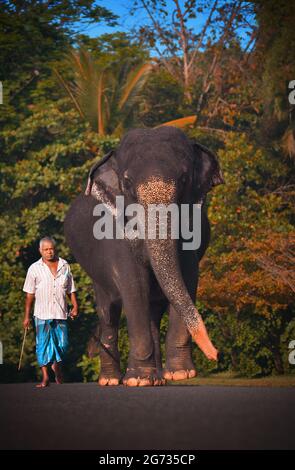 Un elefante a Sri Daladamaligawa Kandy. Il tempio della reliquia del dente Sacro, comunemente noto come ශ්‍රී දළදා මාළිගාව, è un tempio buddista di Kandy, Sri Lanka. Si trova nel complesso del palazzo reale dell'ex regno di Kandy, che ospita la reliquia del dente del Buddha. Sri Lanka. Foto Stock