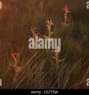 Thistles al tramonto, nel quartiere inglese dei laghi Foto Stock