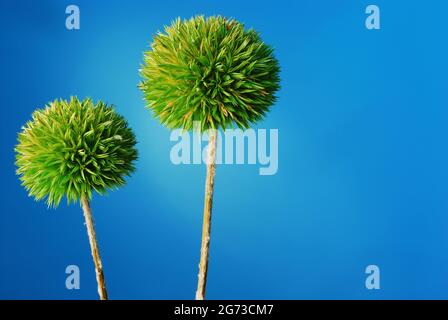 Pallina verde essiccata Dianthus Pom Pom su sfondo blu Foto Stock