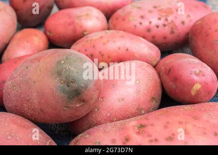 Patate rosse / russet coltivate nel Regno Unito. Le patate hanno una certa malattia presente ma qui il problema è il 'verde' di una patata [vedi note]. Foto Stock