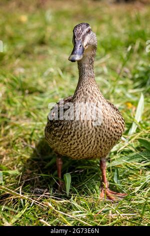 Primo piano sulla parte anteriore della vista di femmina Mallard anatra camminare sull'erba Foto Stock