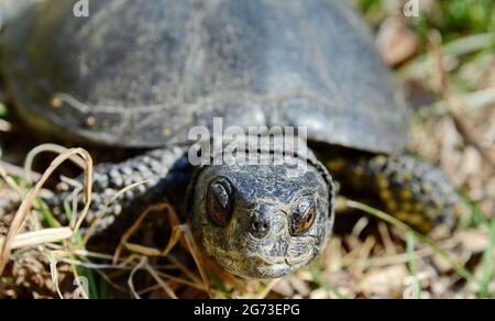 La tartaruga europea (Emys orbicularis), chiamata anche terrapin europeo stagno e tartaruga europea stagno. Foto Stock