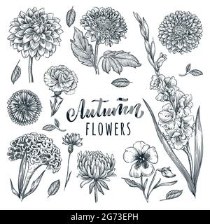 Autunno bello insieme di fiori, isolato su sfondo bianco. Illustrazione dello schizzo disegnata a mano dal vettore. Fiori piante da giardino e fiori natura design ele Illustrazione Vettoriale