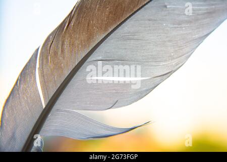 Caffè bianco Beautiful bird feather da vicino e bellissimo sfondo Foto Stock