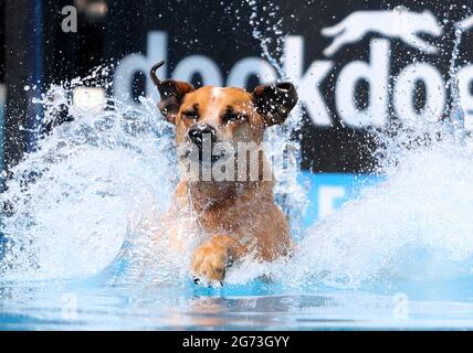 Libertyville, Illinois, Stati Uniti. 10 luglio 2021. 10 luglio 2021 - Libertyville, Illinois, Stati Uniti - 3 anni di razza mista HOWIE insegue un giocattolo gettato dal gestore Joyce Pedicini di Chicago, Illinois durante il Dock Dogs National Canine Aquatic competition al 11 ° annuale Dog Days of Summer al Cook Park. Credit: H. Rick Bamman/ZUMA Wire/Alamy Live News Foto Stock