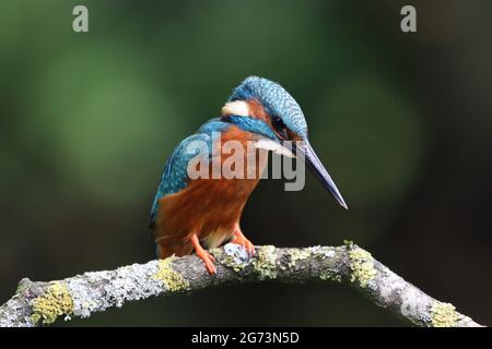 Kingfisher Photography at Shropshire Bird Nascondi Foto Stock