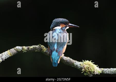 Kingfisher Photography at Shropshire Bird Nascondi Foto Stock