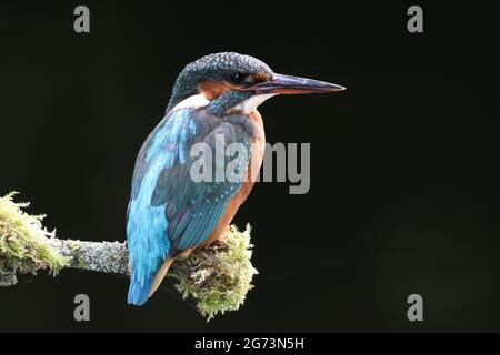 Kingfisher Photography at Shropshire Bird Nascondi Foto Stock