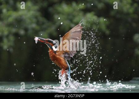 Kingfisher Photography at Shropshire Bird Nascondi Foto Stock