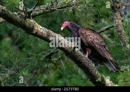 Tacchino avvoltoio (Cathartes aura) - Brevard, Carolina del Nord, Stati Uniti Foto Stock