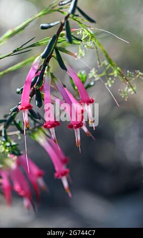 Fiori tubolari a forma di campana della nativa australiana cinque angoli rossi, Styphelia tuberiflora, dalla famiglia delle guarigie Epacridaceae, che cresce a Sydney Foto Stock