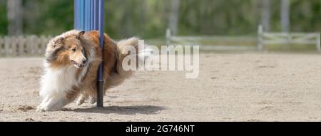 Una collie di bordo che fa slalom sul corso di agilità del cane Foto Stock