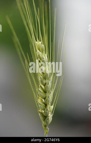 Un primo piano di un orecchio verde organico di grano su uno sfondo sfocato Foto Stock