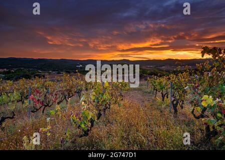 Alba rossa vista dai vigneti di Serrat del Girald, sulla collina Les Cases, a sud della città di Navàs (Navàs, Catalogna, Spagna) ESP: Amanecer rojizo en Navàs Foto Stock