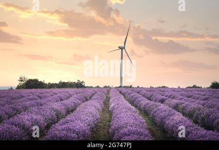 Campo di lavanda con cespugli viola fioriti coltivati per scopi cosmetici vicino a Burgas, Bulgaria. Turbine eoliche sullo sfondo. Foto Stock