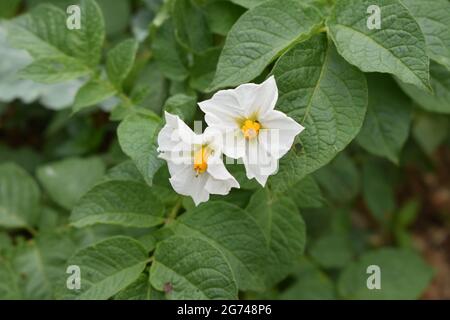 Bellissimi fiori bianchi di Solanum tuberosum Foto Stock