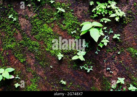 Una vista dall'alto dei germogli di Circaea lutetiana che crescono sul terreno mussoso Foto Stock