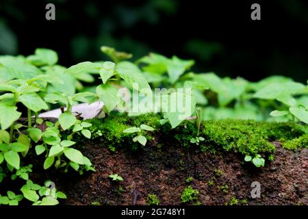 Un closeup di germogli da notte di un incantatore a foglie larghe nel giardino Foto Stock