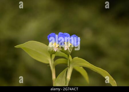 Bellissimi fiori asiatici fioriti nel giardino Foto Stock