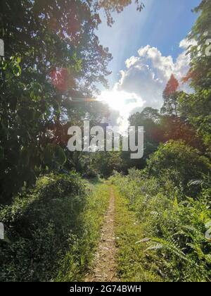 Raggi del sole che fluiscono attraverso gli alberi e illuminano il verde fogliame sui cespugli nella giungla. Strada misteriosa o sentiero per passeggiate in una foresta di prati Foto Stock