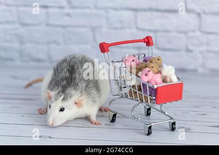 Un piccolo simpatico ratto bianco e nero accanto al carrello della spesa è pieno di orsi Teddy multicolore. Shopping nel mercato. Acquisto di regali per compleanni Foto Stock